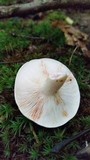 Lactarius subvernalis image