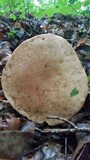 Tylopilus rubrobrunneus image