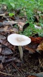 Amanita farinosa image