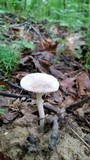 Amanita farinosa image