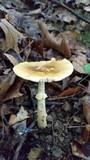 Amanita flavorubens image