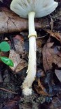 Amanita flavorubens image