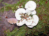 Trichaptum abietinum image
