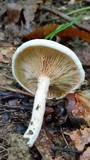 Lactarius subvernalis image