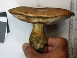 Tylopilus rubrobrunneus image
