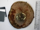 Tylopilus rubrobrunneus image