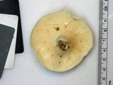Lactarius piperatus image