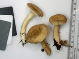 Lactarius fumosus image
