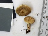 Lactarius subvernalis image