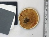 Lactarius subvernalis image