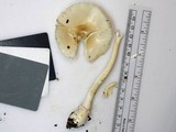 Amanita multisquamosa image