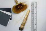 Amanita flavorubens image