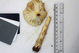 Amanita flavorubens image