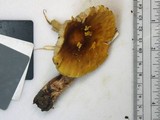 Amanita flavorubens image