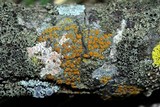 Caloplaca pyracea image