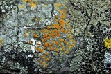 Caloplaca pyracea image