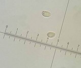 Xerocomus parvulus image