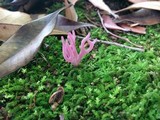 Clavaria zollingeri image