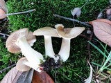 Entoloma rhodopolium image