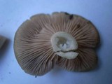 Entoloma rhodopolium image