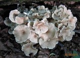 Polyporus umbellatus image