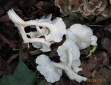 Polyporus umbellatus image