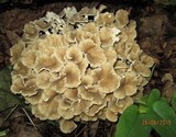 Polyporus umbellatus image