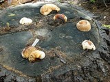 Fomitopsis mounceae image