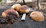 Fomitopsis mounceae image
