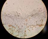 Bolbitius lacteus image