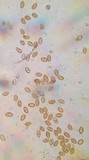 Bolbitius lacteus image