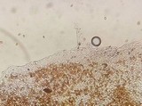 Bolbitius lacteus image