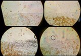 Bolbitius lacteus image