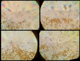 Bolbitius lacteus image
