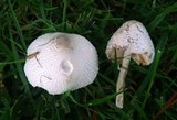 Leucocoprinus cepistipes image