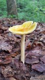 Amanita banningiana image