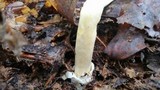 Amanita banningiana image