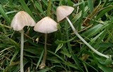 Conocybe apala image