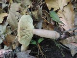 Lactarius quietus image
