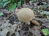 Boletus variipes image