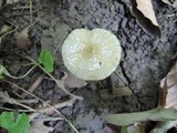 Hymenopellis megalospora image