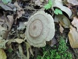 Lactarius pyrogalus image