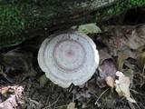 Lactarius pyrogalus image