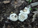 Hygrophorus sordidus image