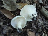 Hygrophorus sordidus image