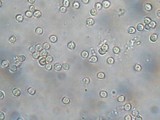 Sclerogaster compactus image