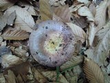Russula cyanoxantha image