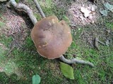 Imleria badia image