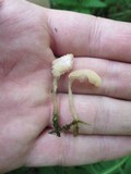 Mitrula lunulatospora image