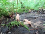 Mitrula lunulatospora image